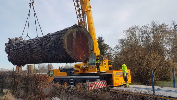 Chargement d'un tronc monumental à la grue
